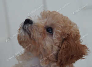 Cavapoo Puppies looking for their forever home - Cheltenham
