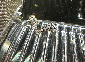 L236 super white 3cm
