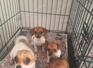 Chiweenie