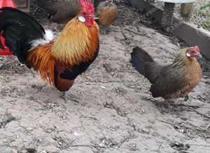 A lovely pair of Gold Dutch partridge bantams.hen now laying