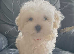 KC Maltese Female Fully vaccinated Ready to go