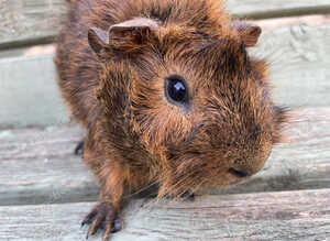 Gorgeous tufty baby boars