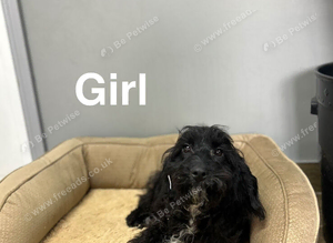 Maggie lovely black cockapoo girls