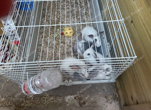 Baby rabbits ready to go
