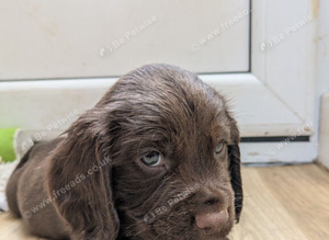 Quality F1B Sprocker Spaniel Puppies