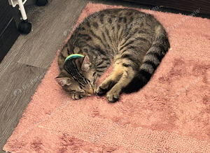 Kitten