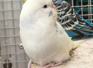 Co-parented baby budgie