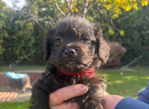 Jackapoo boy