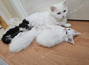Maine Coon