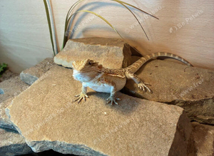 Baby bearded dragons