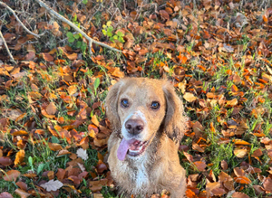 Cocker stud