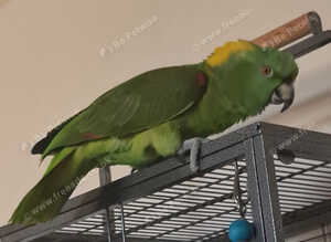 Male Yellow Naped Amazon