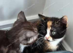 Mixed kittens with scotish mum