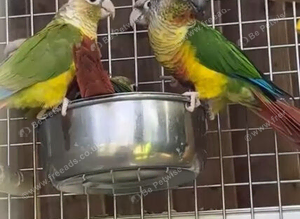 Conure parrots