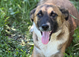 MEET MICA - A LOVING, PLAYFUL MALINOIS-MIX GIRL