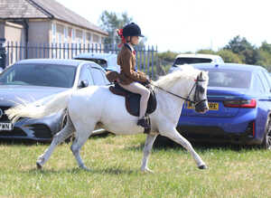 Child's all-rounder pony