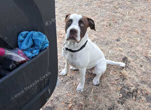 Springer spainal cross American bully