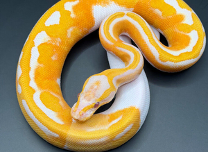 Hatchling lavender albino pied ball/royal python