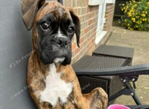 Boxer Puppy Looking for her forever home