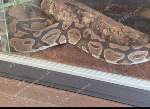 William Ex-Show Snake
