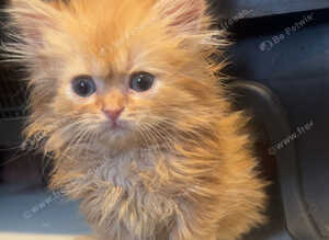 Fluffy Persian kittens