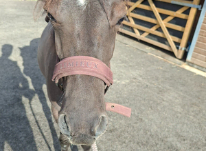 Shetland x