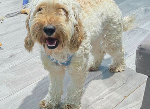 Female cockapoo
