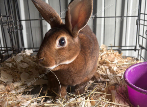 Mini Rex buck