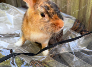 1year old Rabbit - Theodore