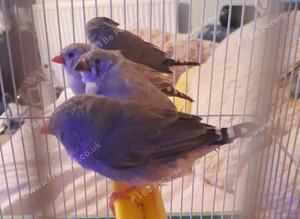 Finches