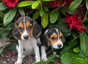 Beagle pups