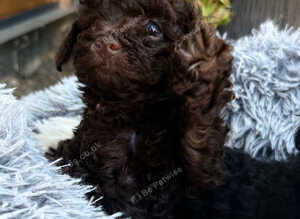 beautiful boy and girl available!