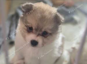 5 gorgeous pomeranian 4 sale