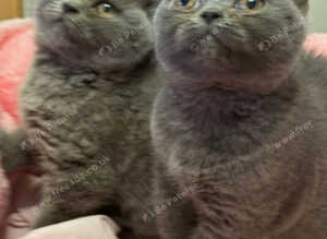 British Pedigree Blues 3 Males also White l male