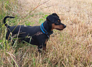 Pet sitting services