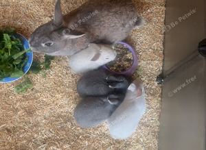 Rabbits for sale