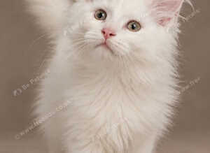 3 maine Coon kittens for sale