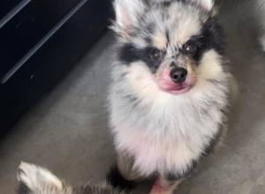 4 pomsky gentlemen