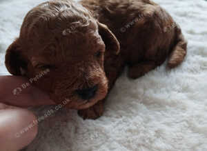 Toy poodle