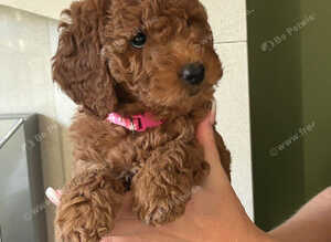 TRUE MINI F4B GOLDENDOODLES
