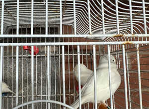 3 white canaries for sale