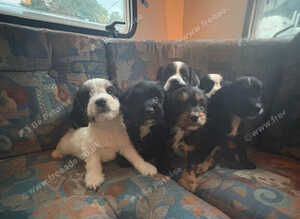 Beautiful cockapoo puppies for sale