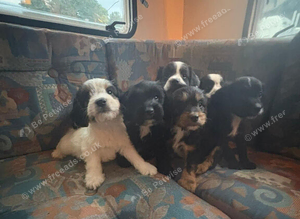 Beautiful cockapoo puppies for sale