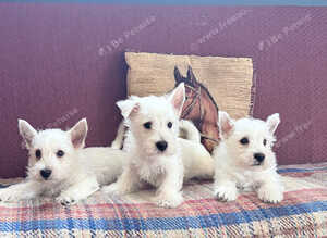 West Highland White terriers