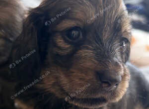 Tiny tiny beautiful miniature dachshunds puppies