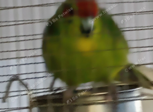 Java finches
