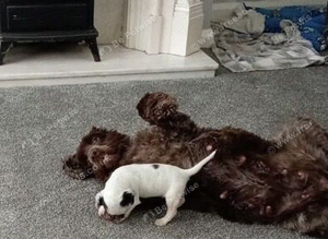 Show type cocker spaniel