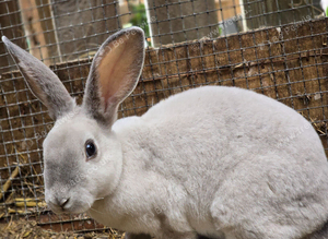 2 mini rex