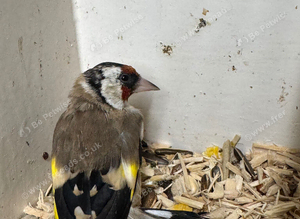 Goldfinch cock