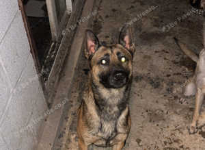 Full breed Malinois for stud